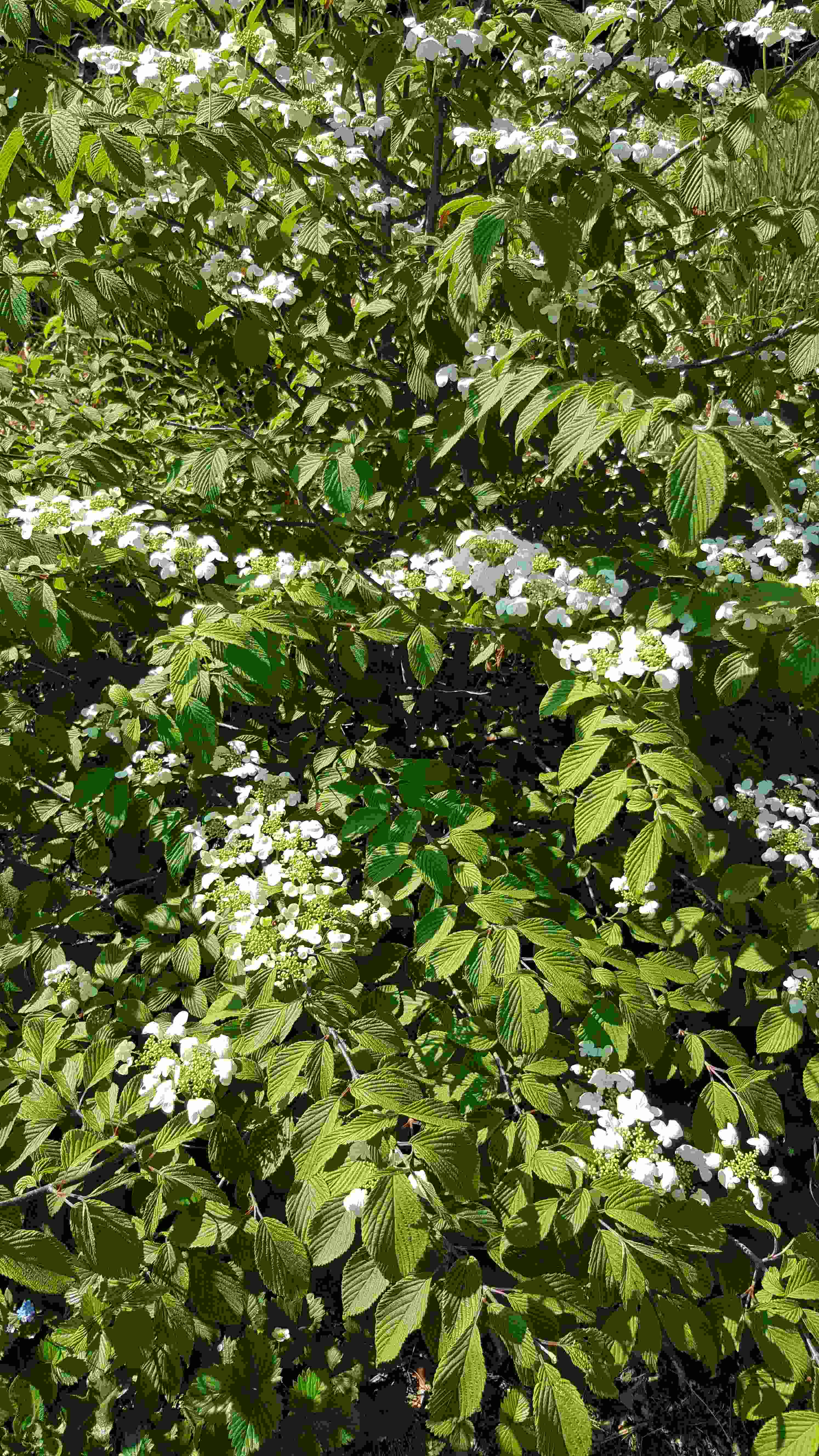 viburn pli.2020.04.26.jpg